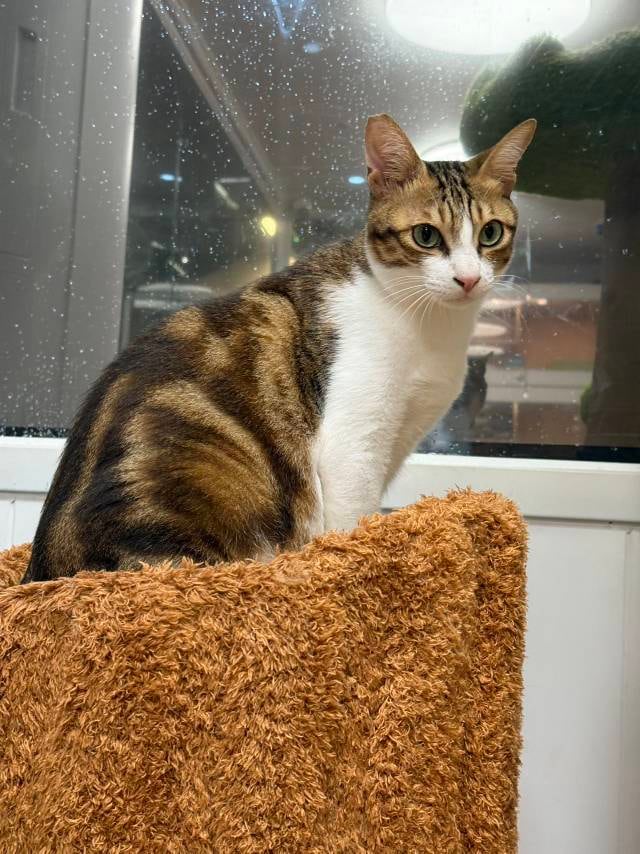 猫咪安静地待在窗边